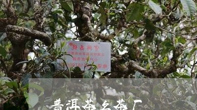 普洱茶名茶厂/2023042650546