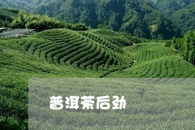 普洱茶后劲/2023090692173