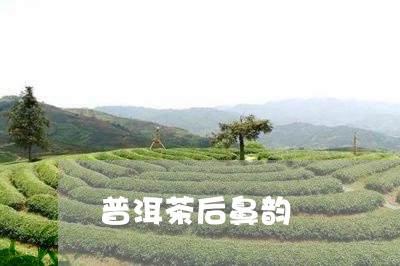 普洱茶后鼻韵/2023042959115