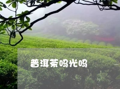 普洱茶吗光吗/2023042596102