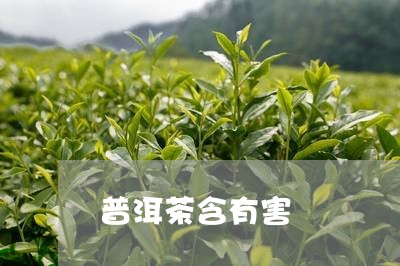 普洱茶含有害/2023042612370