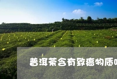 普洱茶含有致癌物质吗/2023061512716