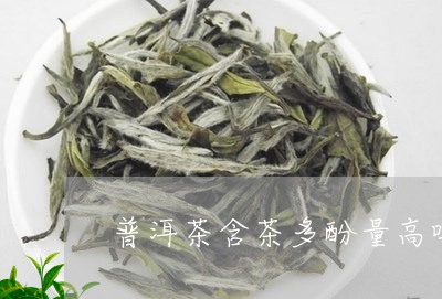 普洱茶含茶多酚量高吗为什么/2023082830492