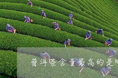 普洱茶含量最高的是哪个/2023120707270