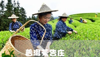 普洱茶告庄/2023083085171