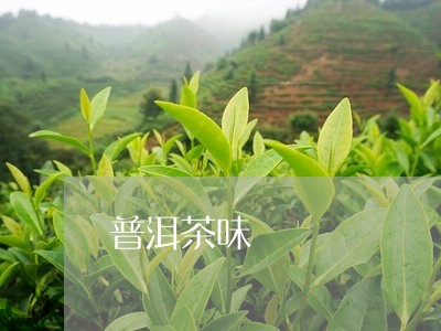 普洱茶味/2023121891825