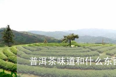 普洱茶味道和什么东西一样/2023082516052