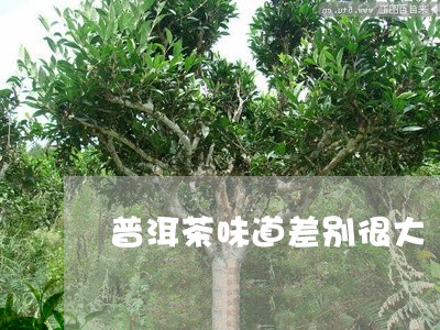 普洱茶味道差别很大/2023070904261