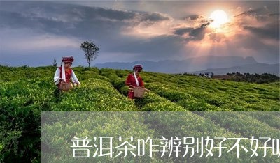 普洱茶咋辨别好不好呢/2023110670614