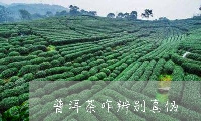 普洱茶咋辨别真伪/2023110336259