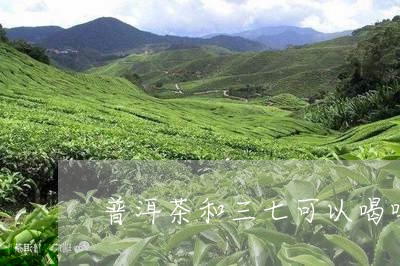 普洱茶和三七可以喝吗/2023093062929