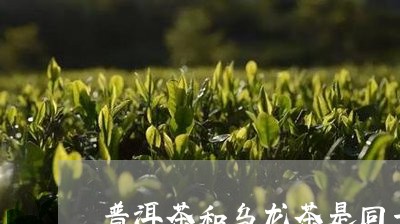 普洱茶和乌龙茶是同一种吗/2023102516938