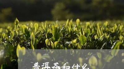 普洱茶和什么/2023042945867