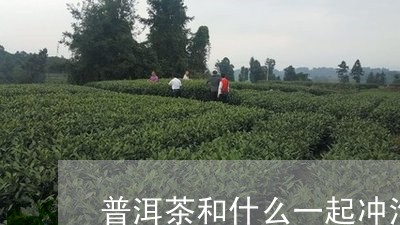 普洱茶和什么一起冲泡/2023092772828