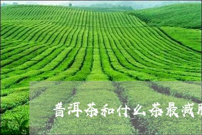 普洱茶和什么茶最减肥/2023080373625