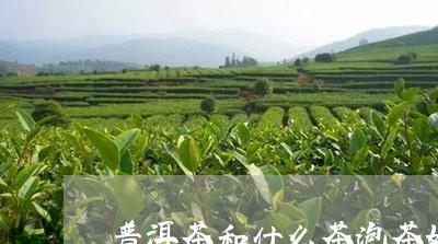 普洱茶和什么茶泡茶好/2023080349614