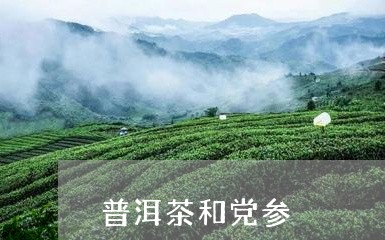 普洱茶和党参/2023042638387