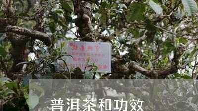 普洱茶和功效/2023042824063