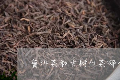 普洱茶和古树白茶哪个好/2023112758048