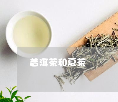 普洱茶和夏茶/2023042852823