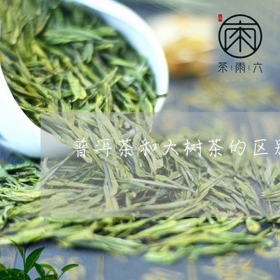 普洱茶和大树茶的区别/2023100705149