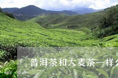 普洱茶和大麦茶一样么/2023061999724