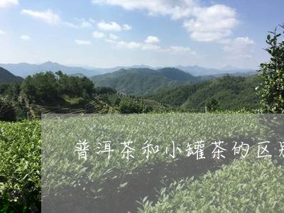 普洱茶和小罐茶的区别/2023073128693