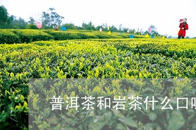 普洱茶和岩茶什么口味/2023100664493