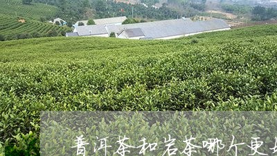 普洱茶和岩茶哪个更好/2023062557259