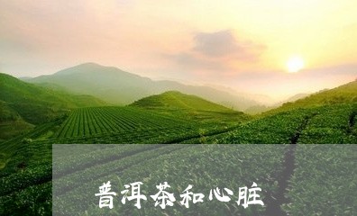 普洱茶和心脏/2023042814185