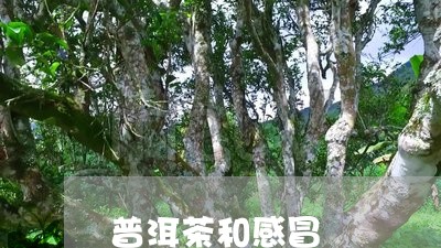 普洱茶和感冒/2023042766428