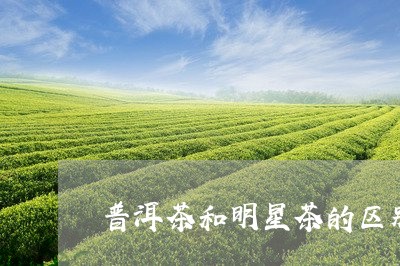 普洱茶和明星茶的区别/2023080368592