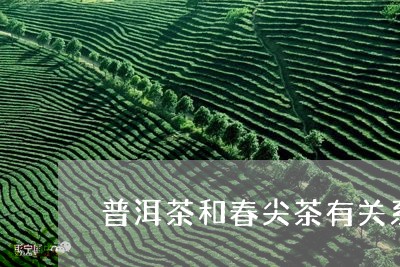 普洱茶和春尖茶有关系吗/2023102526061