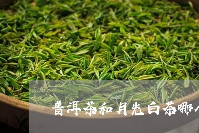 普洱茶和月光白茶哪个好喝/2023070149492