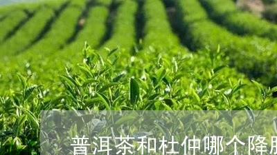 普洱茶和杜仲哪个降脂/2023100682702