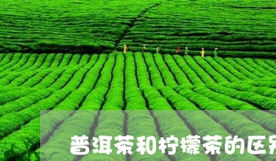 普洱茶和柠檬茶的区别/2023073059381