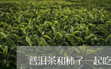 普洱茶和柿子一起吃了/2023072255047