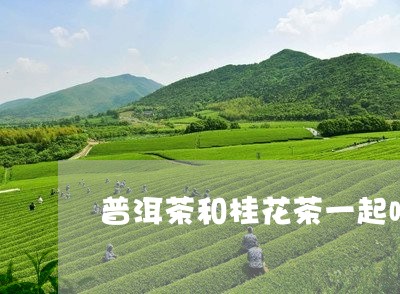 普洱茶和桂花茶一起喝可以吗/2023052782827