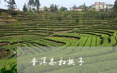 普洱茶和桃子/2023042765700