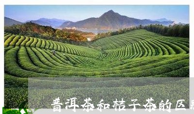 普洱茶和桔子茶的区别/2023080342593