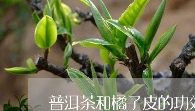 普洱茶和橘子皮的功效/2023093031825