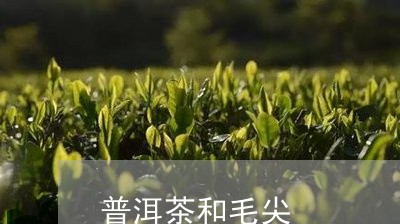 普洱茶和毛尖/2023042914869