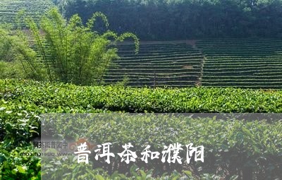 普洱茶和濮阳/2023042886296