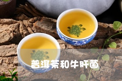 普洱茶和牛肝菌/2023120396959