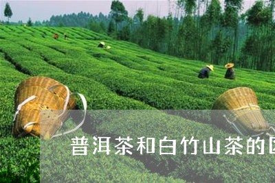 普洱茶和白竹山茶的区别/2023110110504