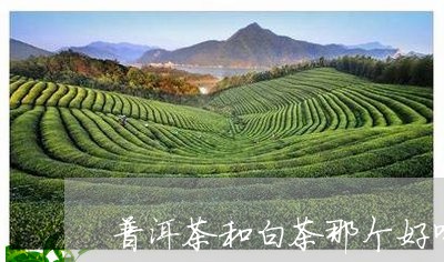 普洱茶和白茶那个好喝/2023100825241