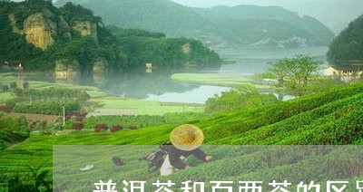 普洱茶和百两茶的区别/2023062454814