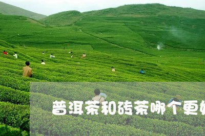 普洱茶和砖茶哪个更好/2023100559725