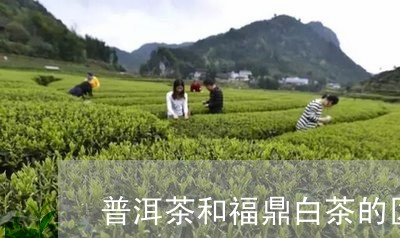 普洱茶和福鼎白茶的区别福鼎普洱茶/2023060306370