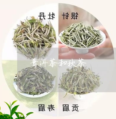 普洱茶和秋茶/2023042885450